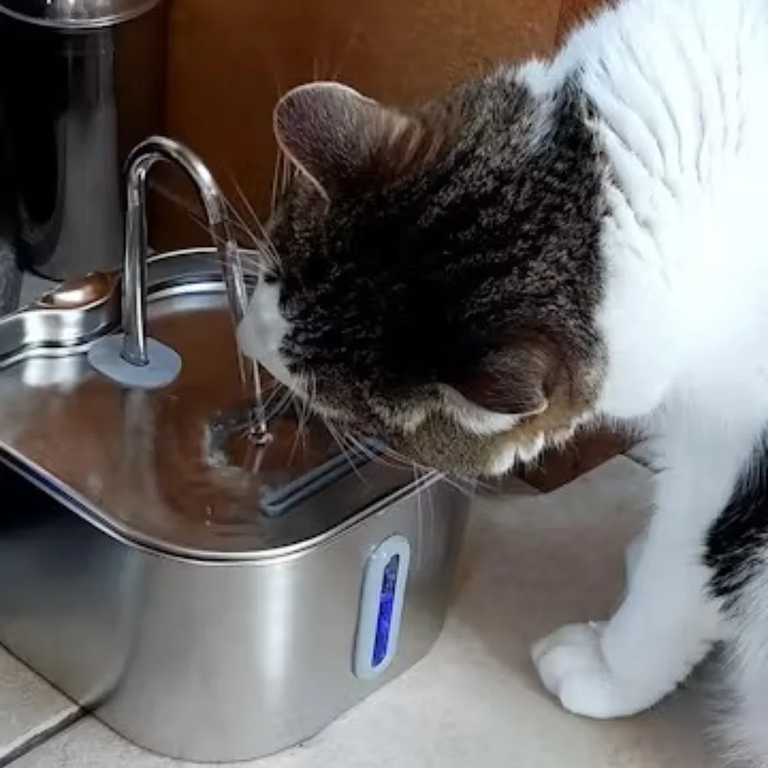 Fontaine Premium Sans Fil pour Chats - Image 2