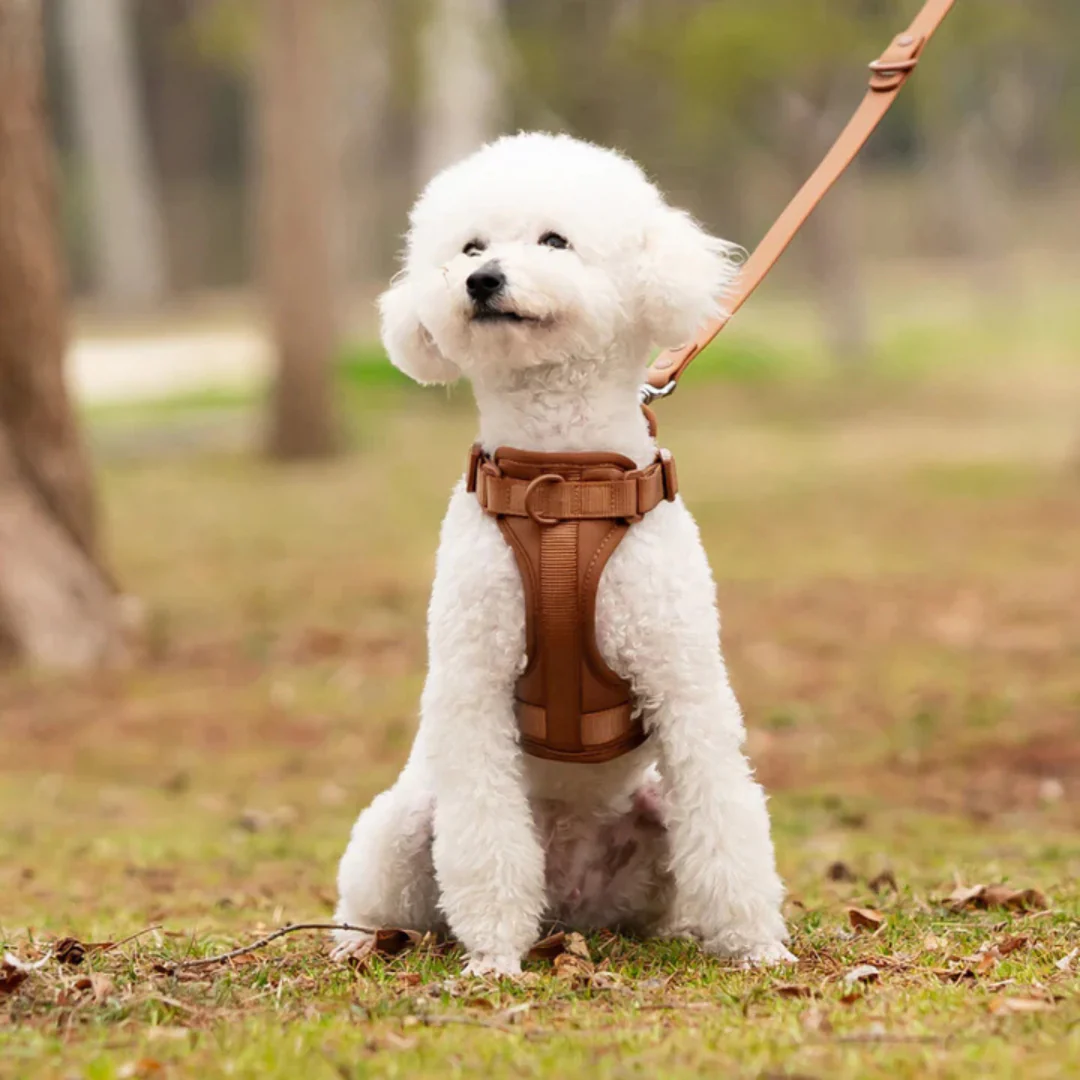 Harnais anti-traction avec laisse pour chien - Image 4