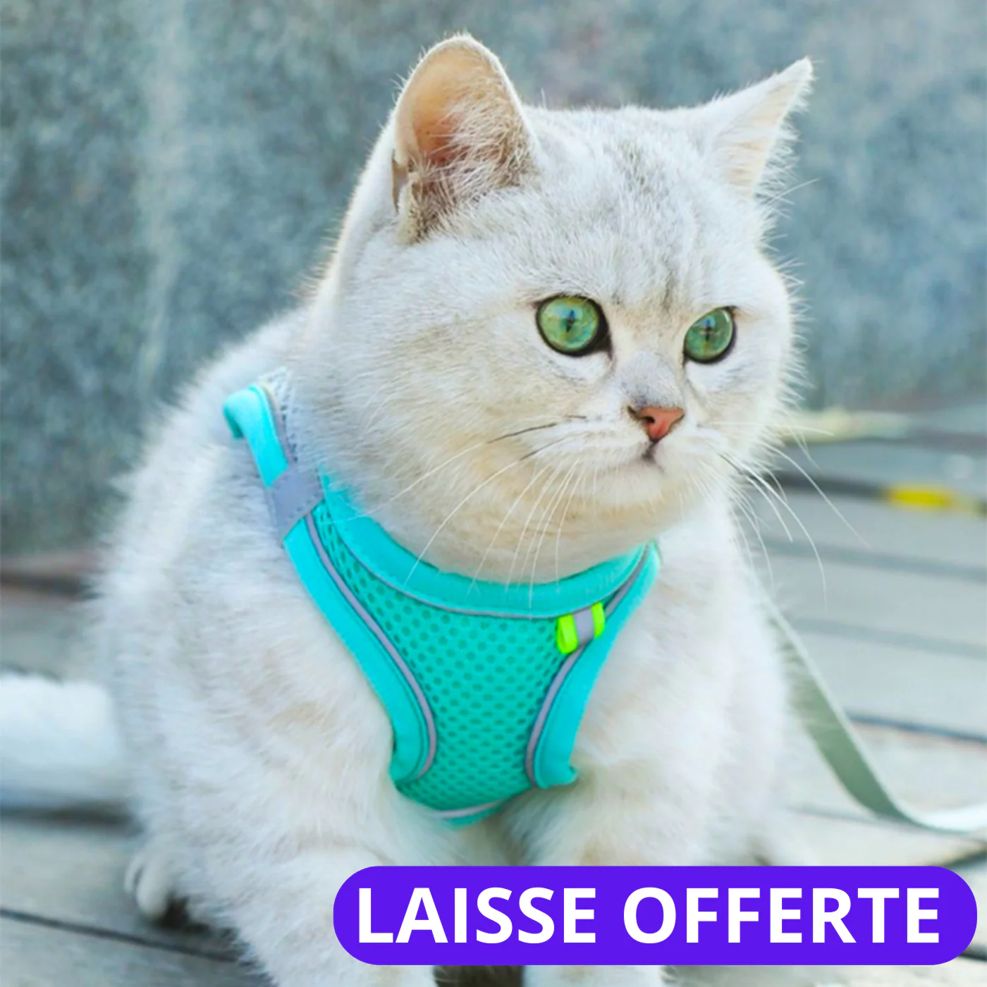 Harnais Confort Chat