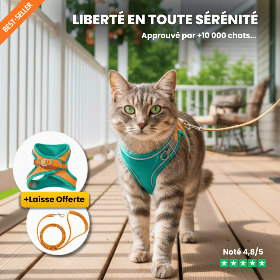 Harnais pour Chat