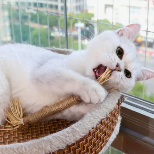 Jouet à mâcher pour chats en bâton de matatabi naturel - Image 2
