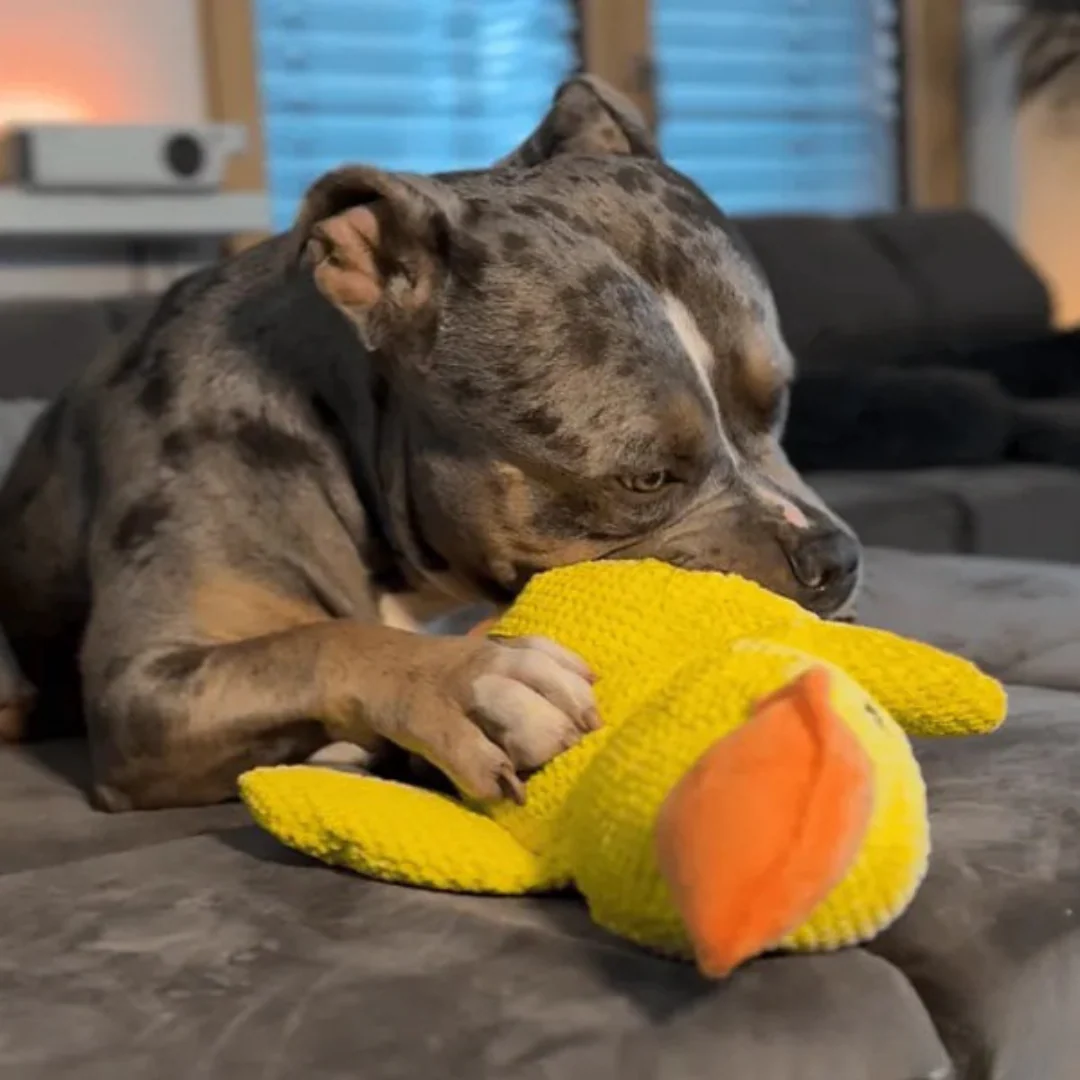 Jouet en peluche Canard pour Chien - Image 10