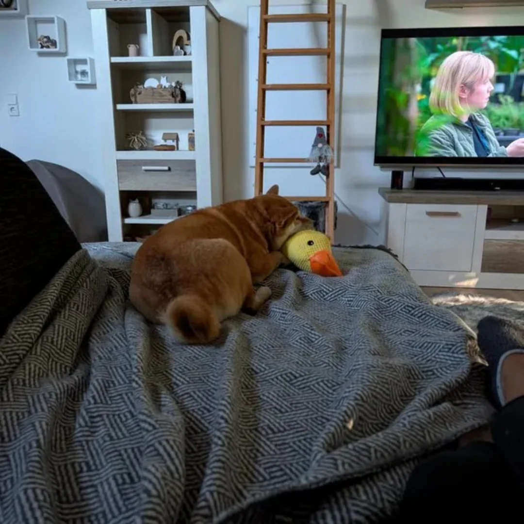 Jouet en peluche Canard pour Chien - Image 11