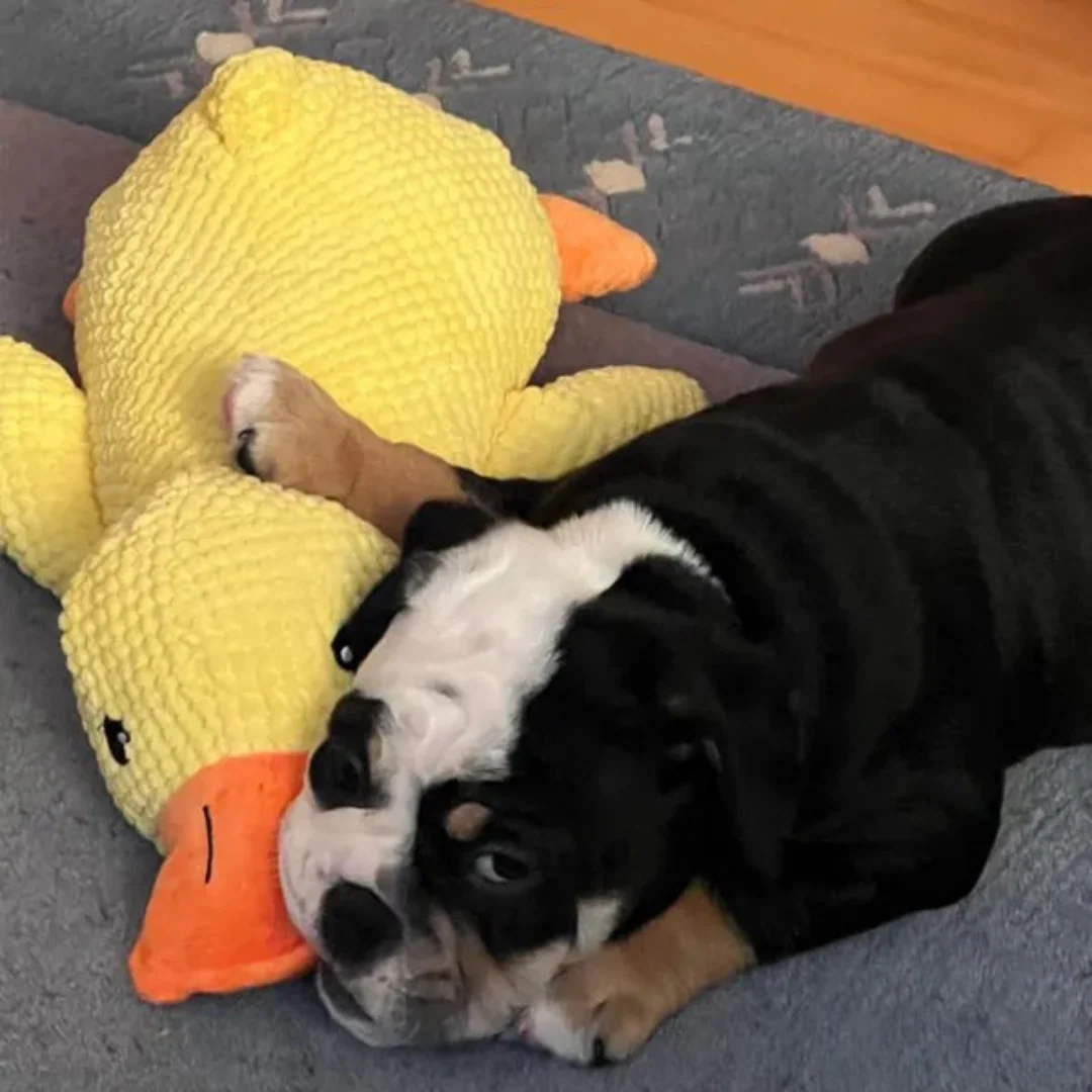 Jouet en peluche Canard pour Chien - Image 13