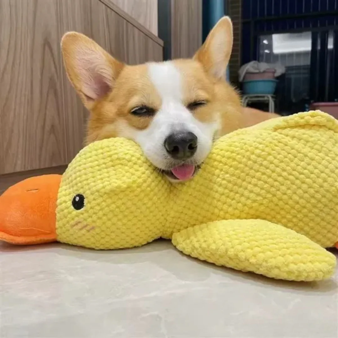 Jouet en peluche Canard pour Chien - Image 5