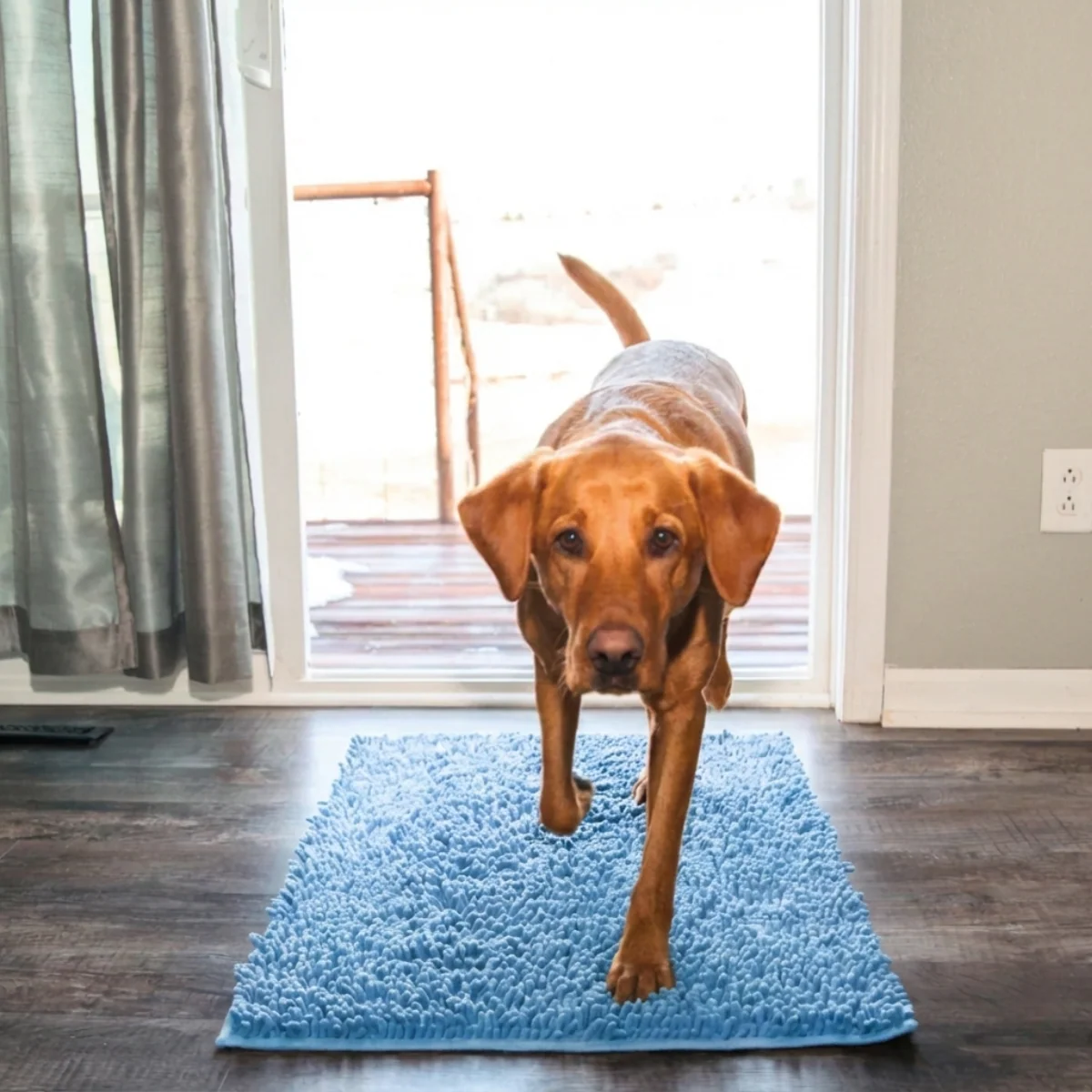 Tapis absorbant pour pattes de chien et chat - Image 14